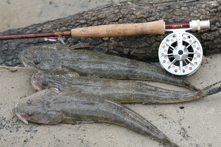Flathead on the fly.