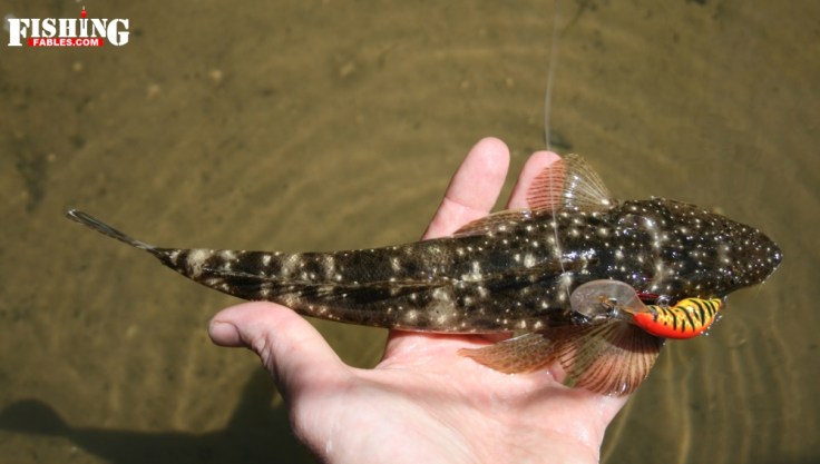 flathead5
