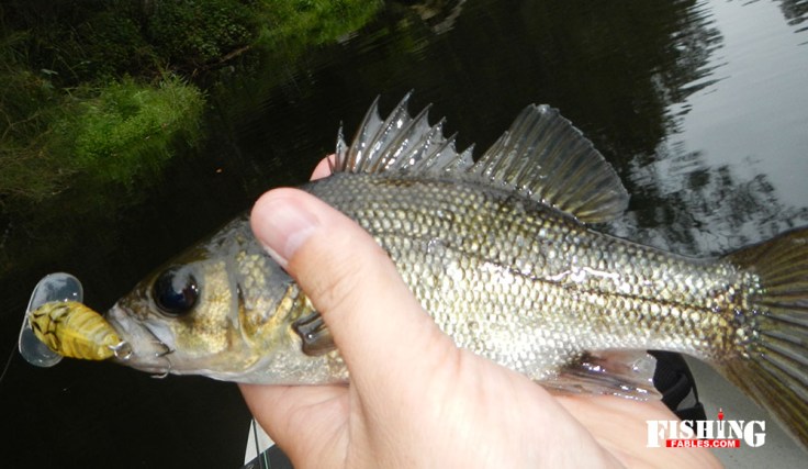 Smallbass