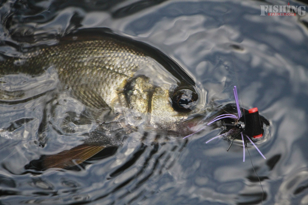Fly fishing for bass