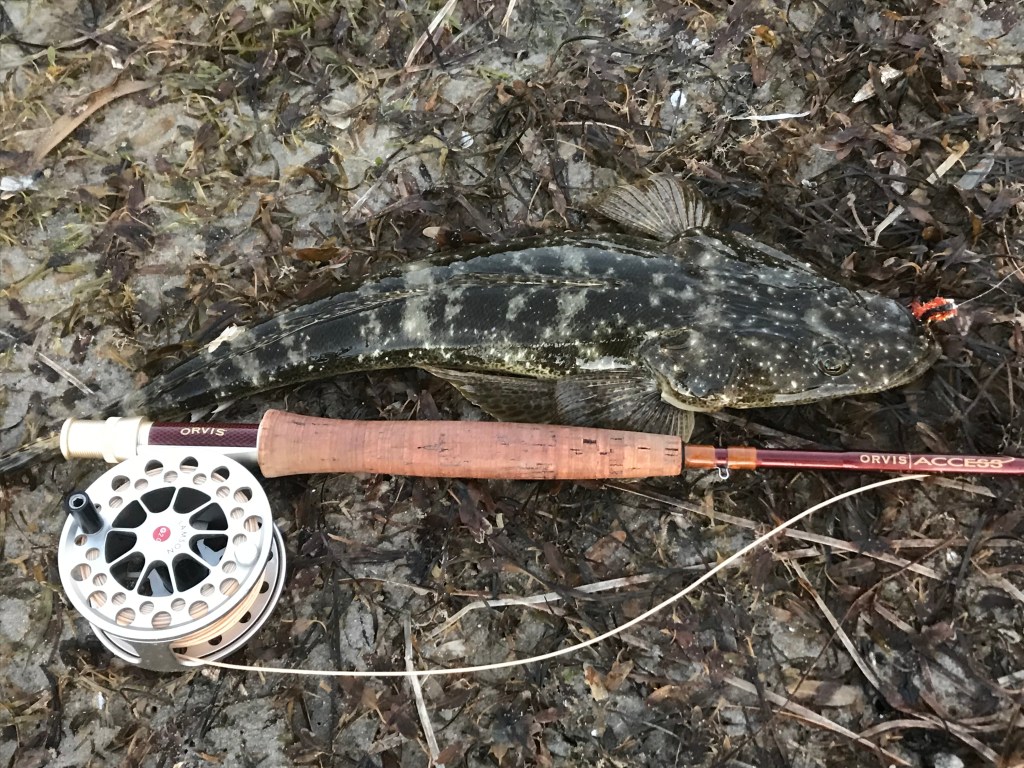 Flathead on fly