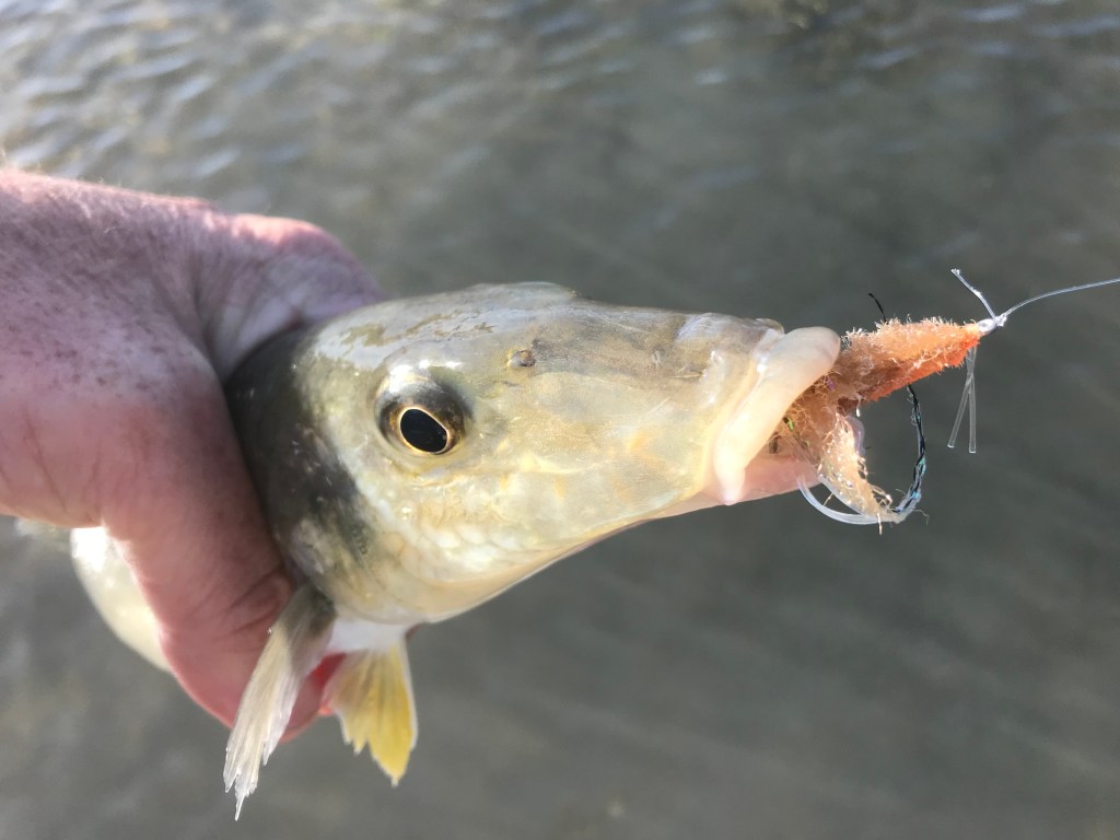 Whiting on fly