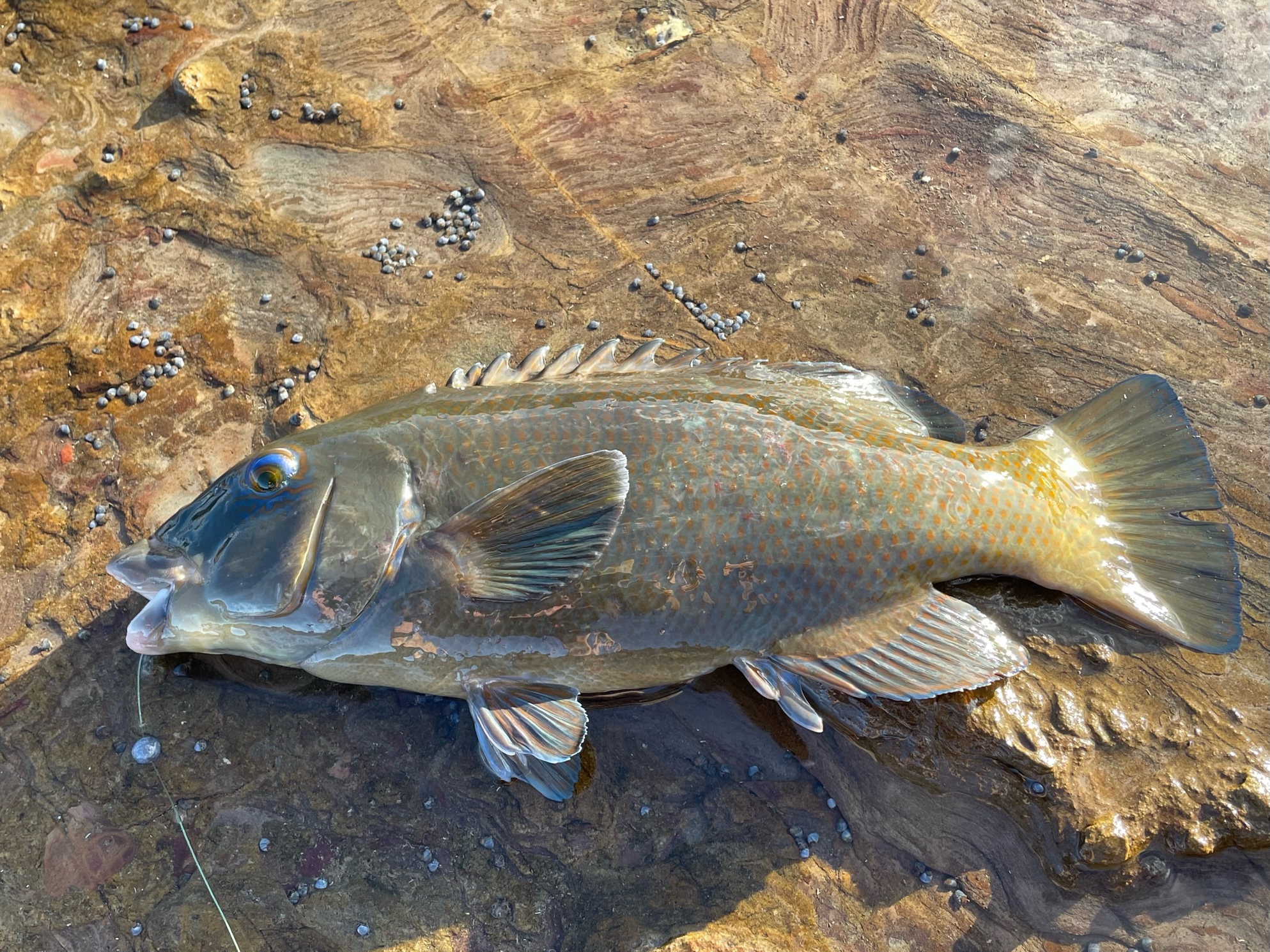 Groper caught of the rocks