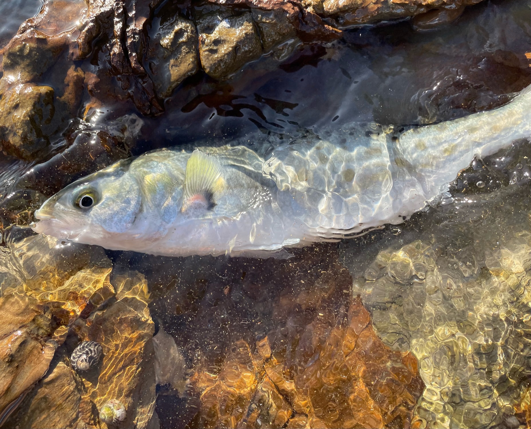 Australian salmon caught rock fishing