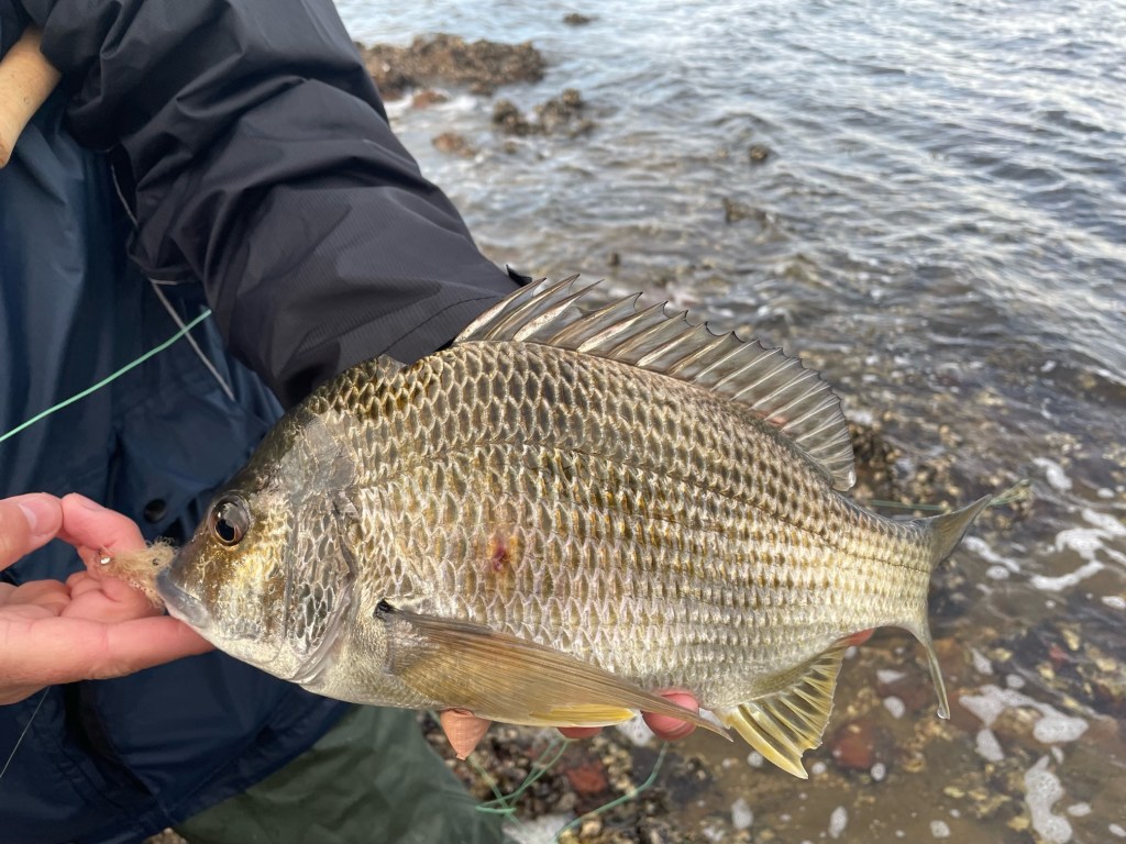 Bream caught on a fly