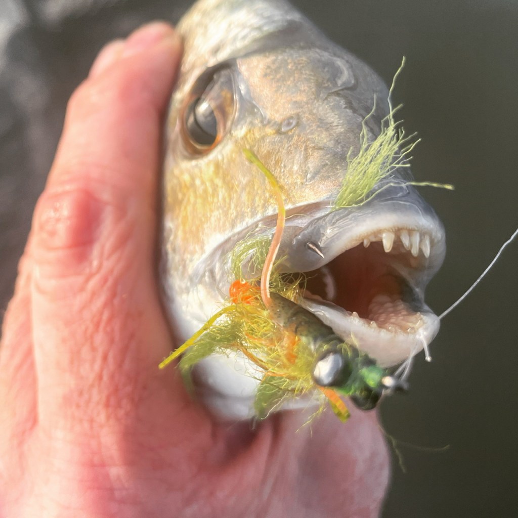 Bream on prawn imitation fly
