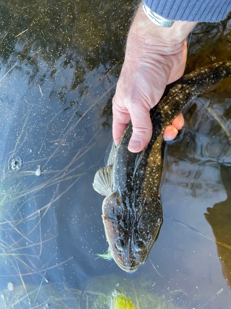 Fly fishing techniques for flathead