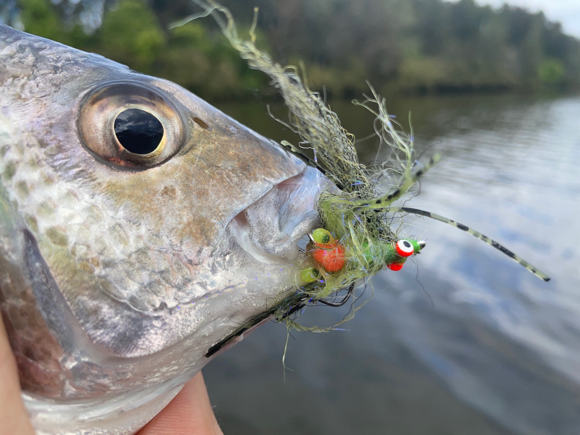 Fly fishing Lake Macquarie – FISHINGFABLES