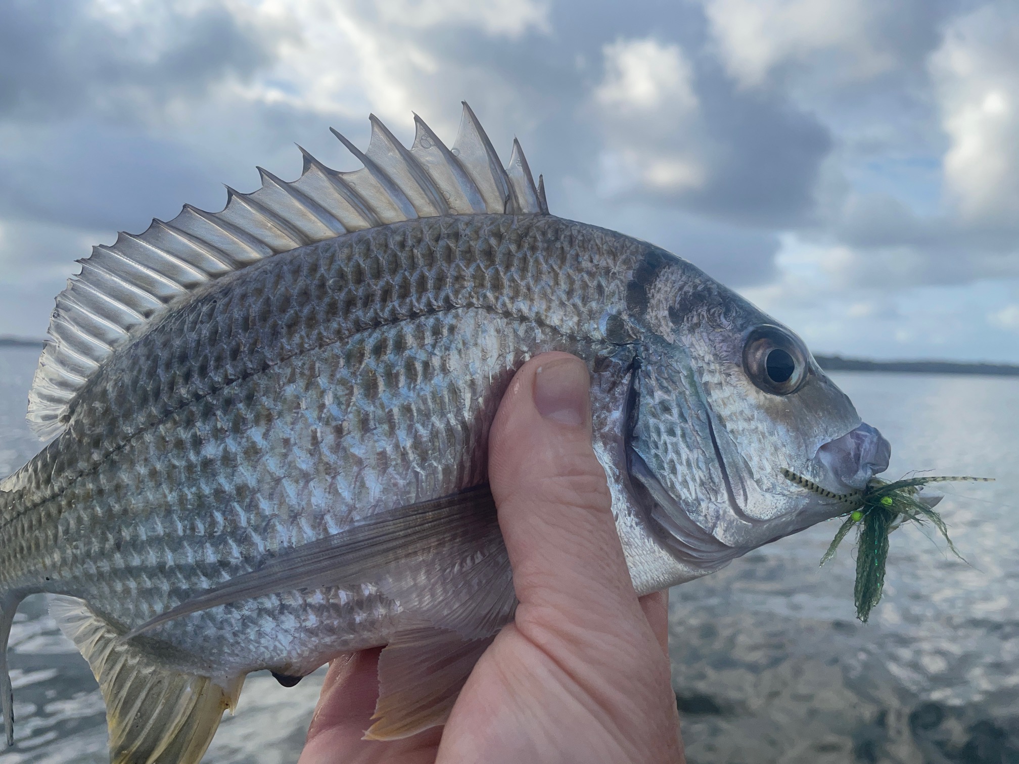 Fly fishing for bream – FISHINGFABLES